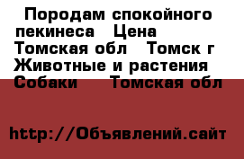 Породам спокойного пекинеса › Цена ­ 3 000 - Томская обл., Томск г. Животные и растения » Собаки   . Томская обл.